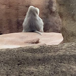 Male Hamadryads Baboon 3/25/23