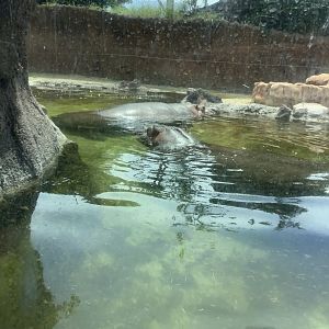 Nile Hippos Louise and Mara 3/25/23