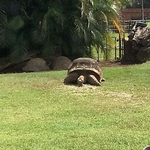 Aldabra Giant Tortoise 3/25/23