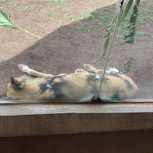 African Hunting Dog 3/25/23