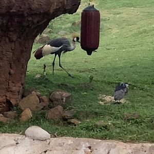 Grey Crowned Crane 3/25/23
