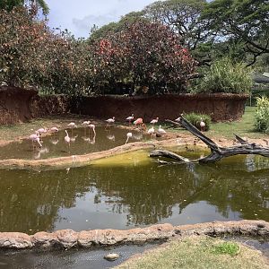 American and Lesser Flamingos 3/25/23