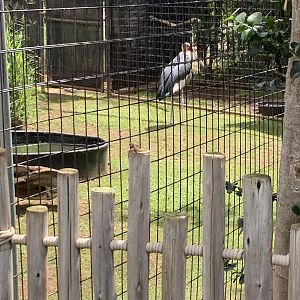 Marabou Stork 3/25/23