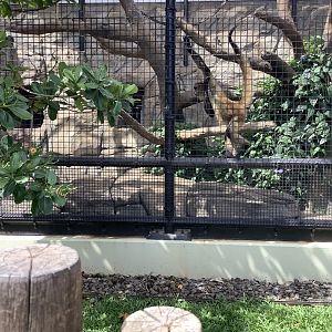 Spider Monkey 3/25/23