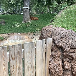 Bongo Antelope 3/25/23