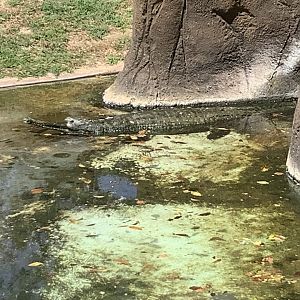 Gharial 3/25/23