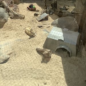 Fennec Foxes 3/25/23