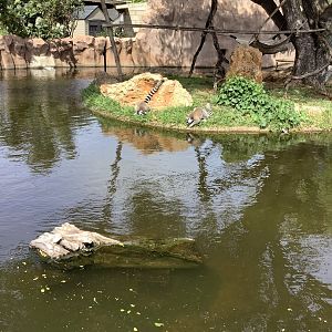 Ring-Tailed Lemurs 3/25/23