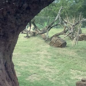African Lioness Moxi 3/25/23