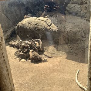 African Crested Porcupine 3/25/23