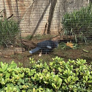 Victoria Crowned Pigeon 3/25/23
