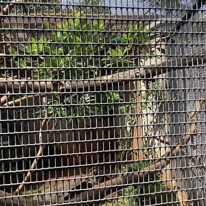 Green Winged Teal 3/25/23