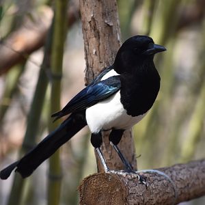 Oriental magpie (Pica serica)