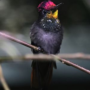 Ruby topaz (Chrysolampis mosquitus)