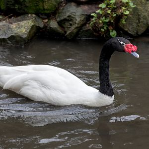 Black-necked Swan / Newquay / 16-3-23