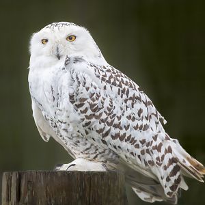Snowy Owl (f) / Newquay / 16-3-23