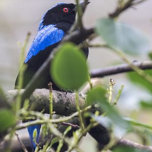 Fairy-bluebird / Newquay / 16-3-23