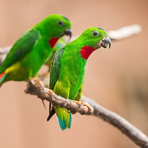 Blue-crowned Hanging Parrots / Newquay / 16-3-23