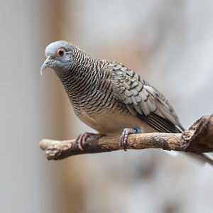 Barred Dove / Newquay Zoo / 16-3-23