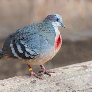 Luzon's Bleeding Heart Dove / Newquay Zoo / 16-3-23