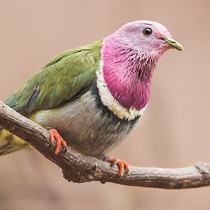 Pink-headed fruit Dove / Newquay Zoo / 16-3-23