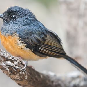White-rumped Shama (f) / Newquay Zoo / 16-3-23
