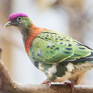Superb Fruit Dove / Newquay Zoo / 16-3-23