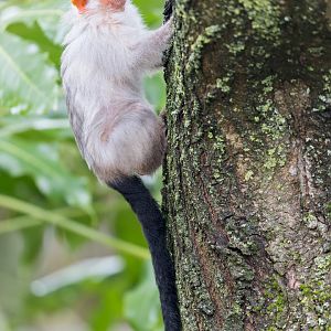 Silvery Marmoset / Newquay Zoo / 16-3-23
