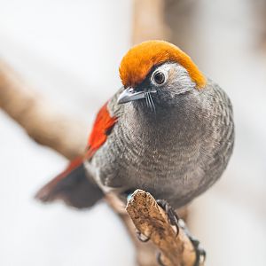 Red-tailed Laughingthrush / Newquay Zoo / 16-3-23