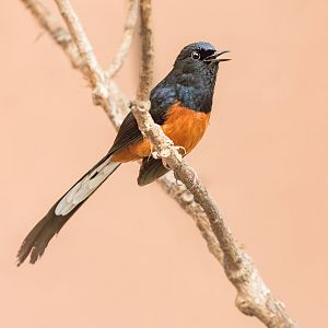 White-rumped Shama (m) / Newquay Zoo / 16-3-23