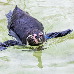 Humboldt Penguin / Newquay Zoo / 16-3-23