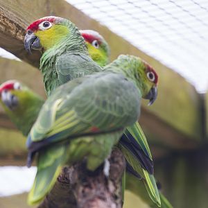 Lilacine Amazon Parrot / Newquay Zoo / 16-3-23
