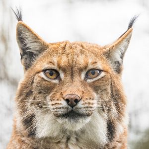 Carpathian Lynx (Kicsi - female) / Newquay Zoo / 16-3-23