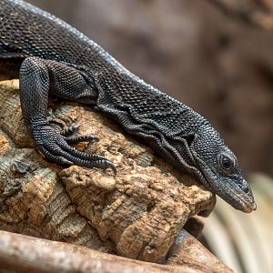 Black Tree Monitor / Newquay Zoo / 16-3-23