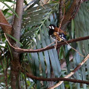 Chestnut-backed ground-thrush / Newquay Zoo / 16-3-23
