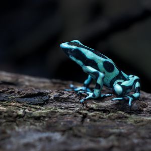 Green & Black Poison Dart Frog? / Newquay Zoo / 16-3-23