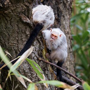 Silvery Marmosets / Newquay Zoo / 16-3-23