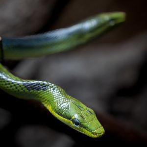Red tailed Racer Snake (rat snake) / Newquay Zoo / 16-3-23
