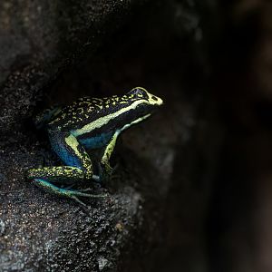 Pleasing Poison Frog / Newquay Zoo / 16-3-23