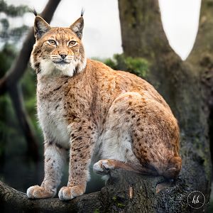 Kicsi - female Carpathian Lynx / Newquay Zoo / 16-3-23