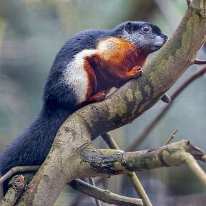 Prevost's squirrel / Newquay Zoo / 16-3-23