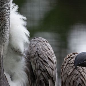 White-backed vulture : Cotswold Falconry Centre : 03 Sep 2021