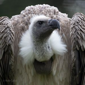 White-backed vulture : Cotswold Falconry Centre : 03 Sep 2021