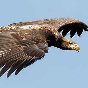 Bald eagle : Cotswold Falconry Centre : 03 Sep 2021
