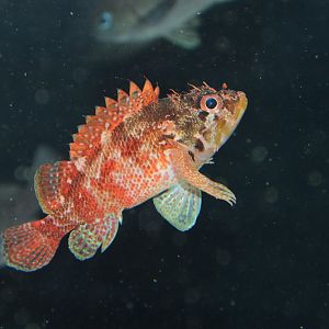 Cheekspot scorpionfish (Scorpaenodes evides evides)