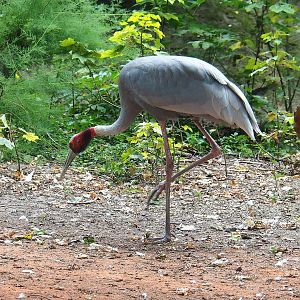 Indian sarus crane (Antigone antigone antigone), 2022-08-28