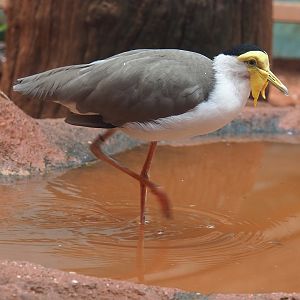 Masked lapwing (Vanellus miles), 2022-08-28