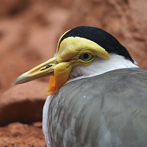 Masked lapwing (Vanellus miles), 2022-08-28