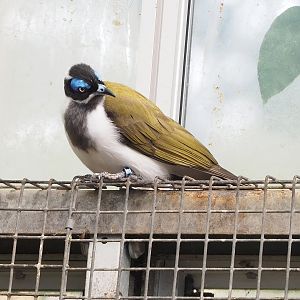 Blue-faced honeyeater (Entomyzon cyanotis), 2022-08-28