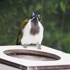 Blue-faced honeyeater (Entomyzon cyanotis), 2022-08-28